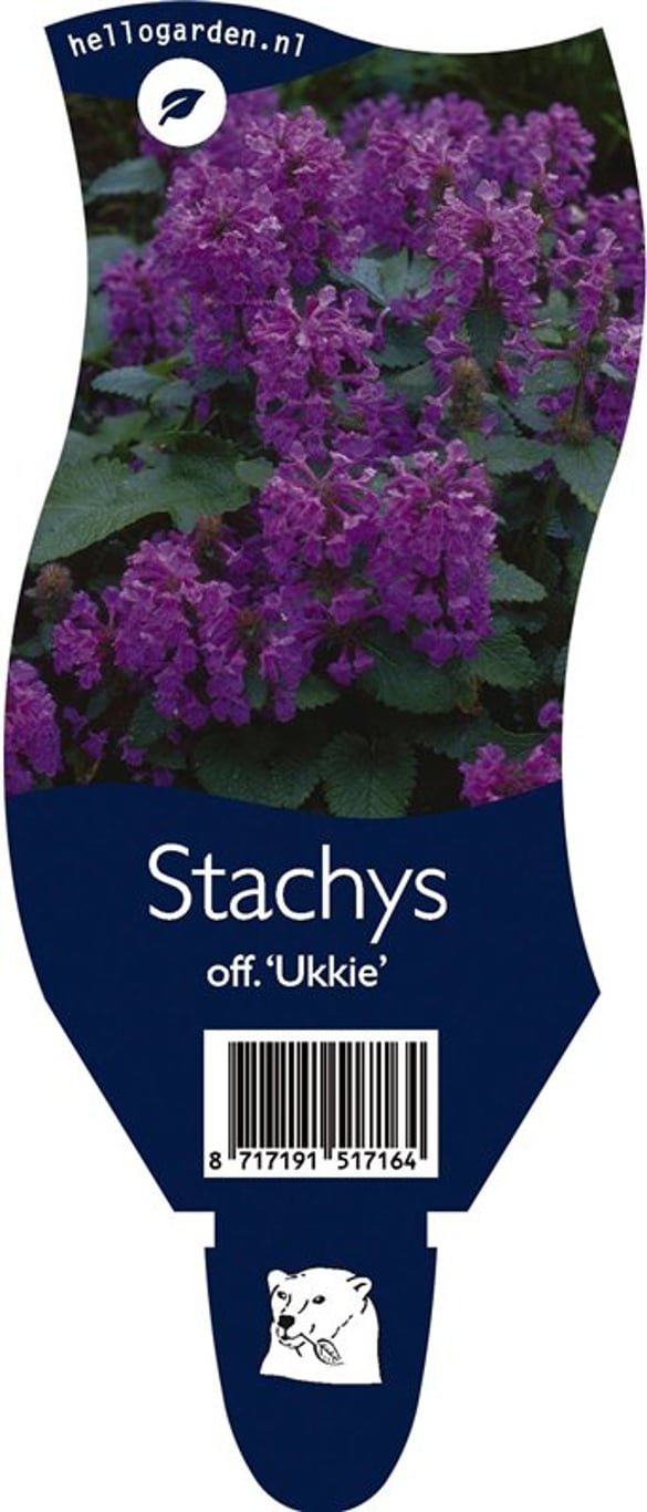 Betonica off. 'Ukkie' - P11